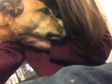 Looking for Animal Lovers to Assist with a Non-Profit. - Photo 4