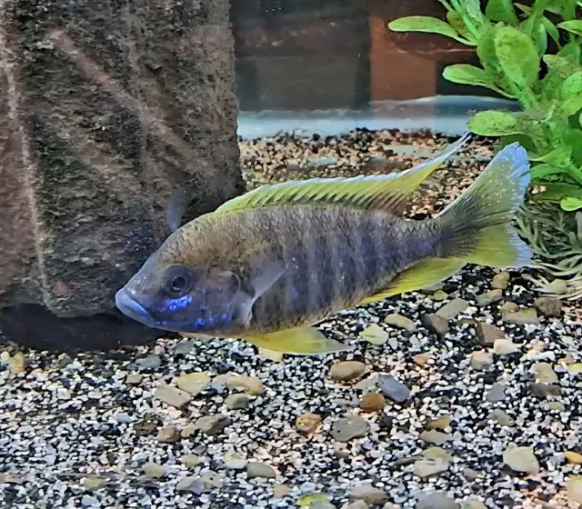lemon jake male 4.5'