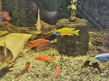 high quality male peacock & haps 2.5'-3.5' - Photo 2