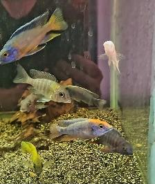high quality male peacock & haps 2.5'-3.5' - Photo 3