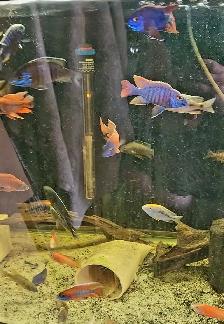high quality male peacock & haps 2.5'-3.5' - Photo 6