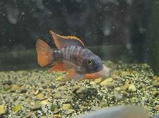 high quality male peacock & haps 2.5'-3.5' - Photo 7