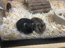 Dwarf Hamster Babies (friendly & social)