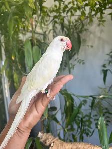 Indian ringneck parrot babies (Cremino)