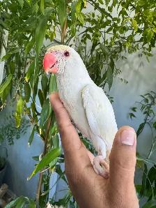 Indian ringneck parrot babies (Cremino) - Photo 2