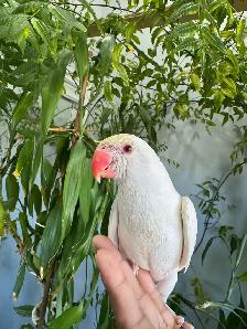 Indian ringneck parrot babies (Cremino) - Photo 3
