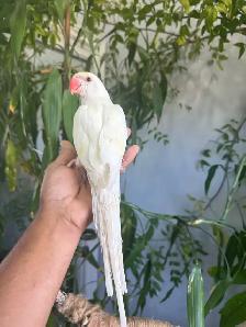Indian ringneck parrot babies (Cremino) - Photo 4