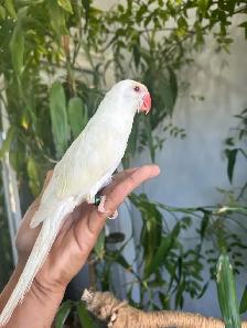 Indian ringneck parrot babies (Cremino) - Photo 5