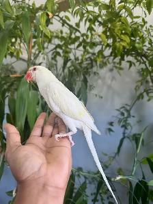Indian ringneck parrot babies (Cremino) - Photo 6