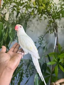Indian ringneck parrot babies (Cremino) - Photo 8