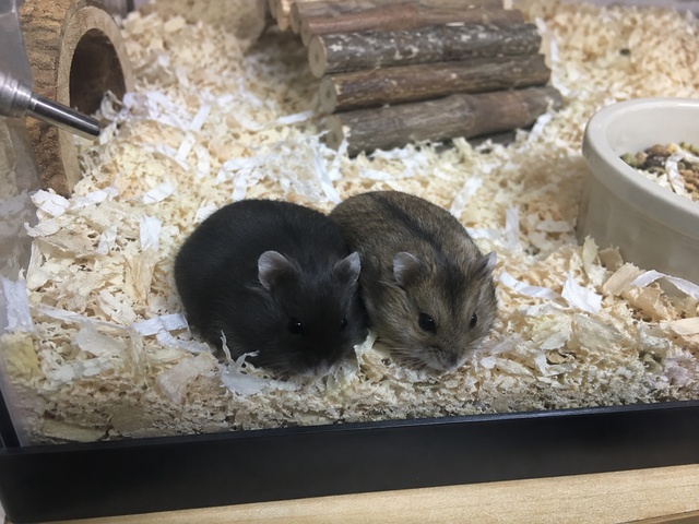 Dwarf Hamster Babies (friendly & social)