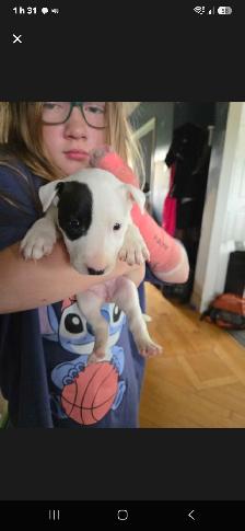 BB Bull Terrier