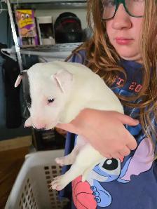 BB Bull Terrier - Photo 2