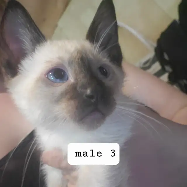 Chocolate/seal point siamese