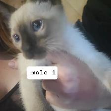 Chocolate/seal point siamese - Photo 4
