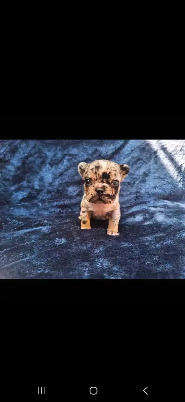 French Bulldog Puppies