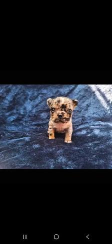 French Bulldog Puppies