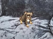 French Bulldog Puppies - Photo 2