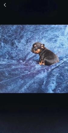 French Bulldog Puppies - Photo 4