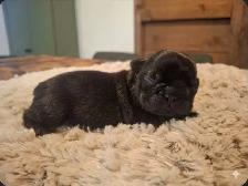 French Bulldog Puppies - Photo 5