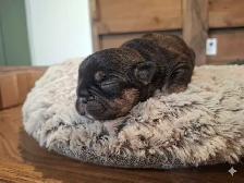 French Bulldog Puppies - Photo 7