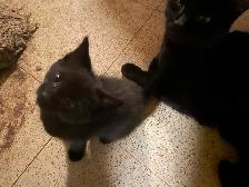 3 kittens - Photo 2