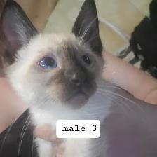 Siamese kittens ready now