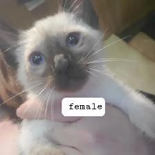 Siamese kittens ready now - Photo 2