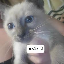 Siamese kittens ready now - Photo 3