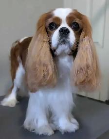 Pet groomer accepting new clients