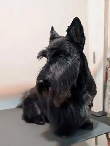 Pet groomer accepting new clients - Photo 2