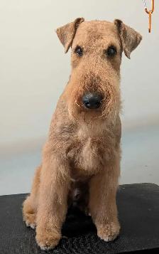 Pet groomer accepting new clients - Photo 3