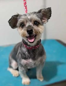 Pet groomer accepting new clients - Photo 4