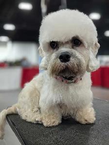 Pet groomer accepting new clients - Photo 5