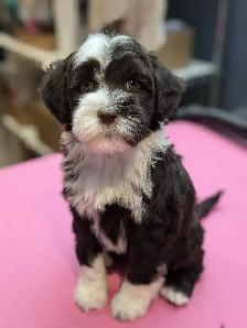 Pet groomer accepting new clients - Photo 6