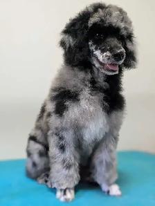 Pet groomer accepting new clients - Photo 7