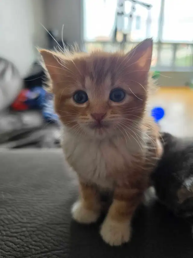 kittens for rehoming