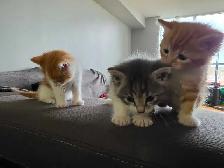 kittens for rehoming - Photo 2