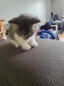 kittens for rehoming - Photo 3