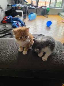 kittens for rehoming - Photo 4