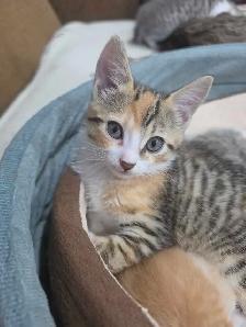 kittens for rehoming - Photo 5