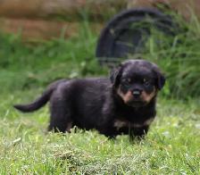 chiots rottweiler