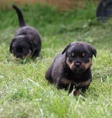chiots rottweiler - Photo 2