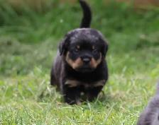 chiots rottweiler - Photo 3