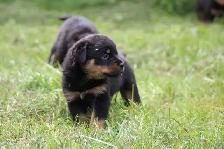 chiots rottweiler - Photo 4