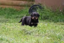 chiots rottweiler - Photo 5