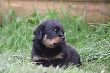 chiots rottweiler - Photo 6