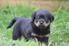 chiots rottweiler - Photo 7