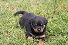 chiots rottweiler - Photo 8