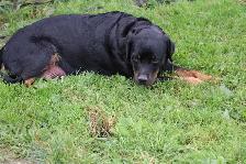 chiots rottweiler - Photo 9
